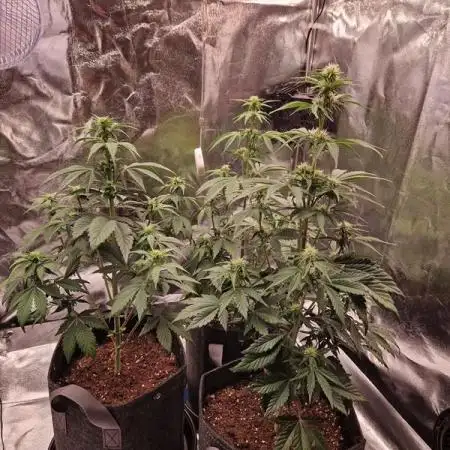 Frostbanger Auto 1,2,3