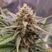 Apricot Auto