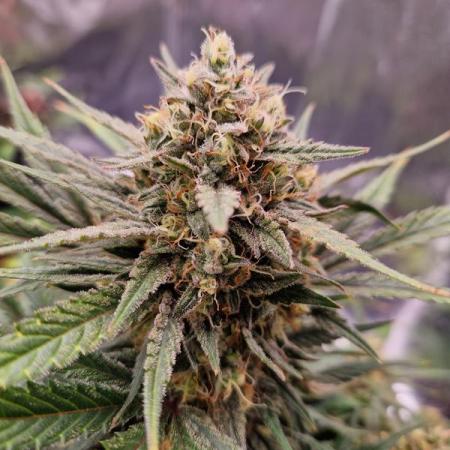 Apricot Auto
