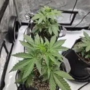 Mango Frost Auto