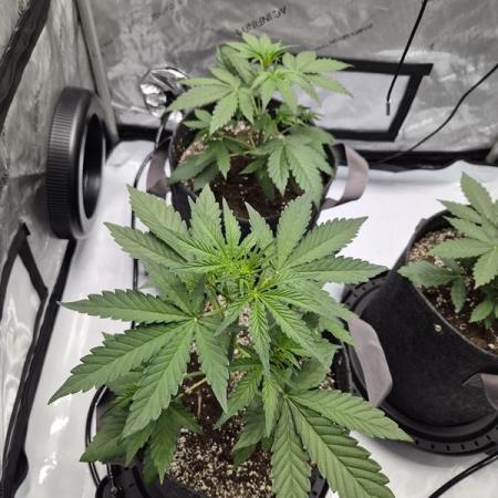 Mango Frost Auto