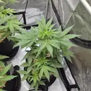 Sundae Frost Auto