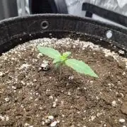 Sundae Frost Auto