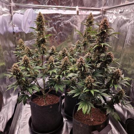 Frostbanger Auto 1,2,3