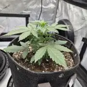 Sundae Frost Auto