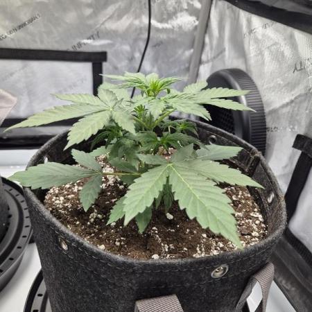 Sundae Frost Auto