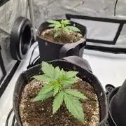 Mango Frost Auto