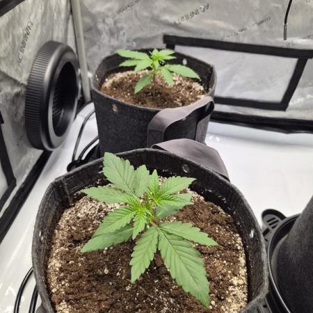 Mango Frost Auto