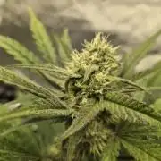 Mango Frost Auto