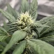 Sundae Frost Auto