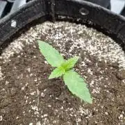 Mango Frost Auto