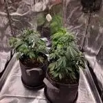 Frostbanger Auto 1,2,3