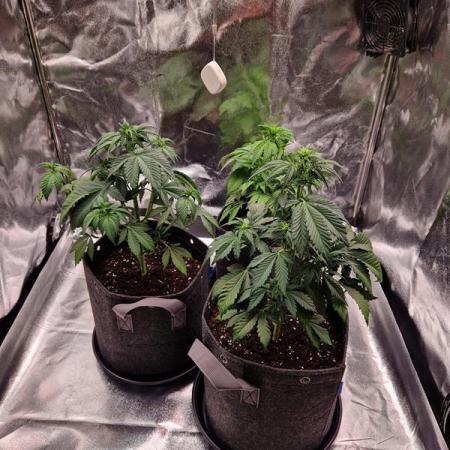 Frostbanger Auto 1,2,3