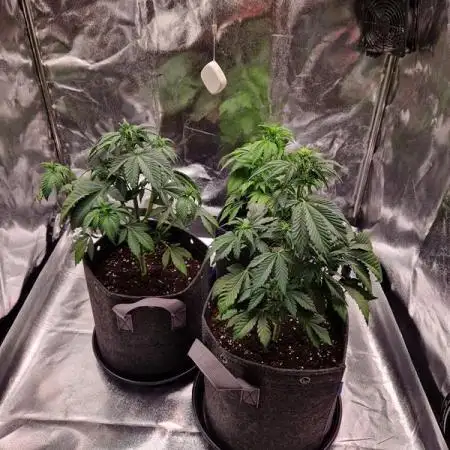 Frostbanger Auto 1,2,3