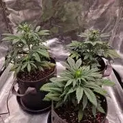 Apricot Auto