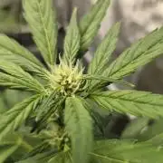 Sundae Frost Auto