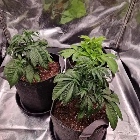 Frostbanger Auto 1,2,3