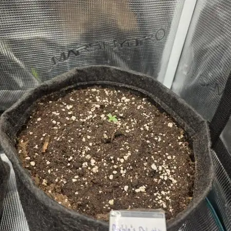 Tomates
