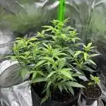 First Clone, first Indoor Grow