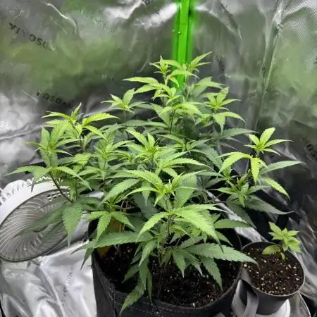 First Clone, first Indoor Grow