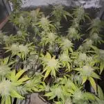 First Clone, first Indoor Grow