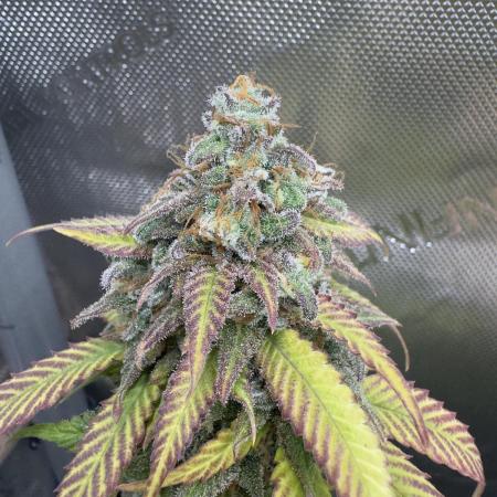 First Clone, first Indoor Grow