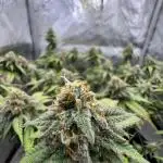 First Clone, first Indoor Grow