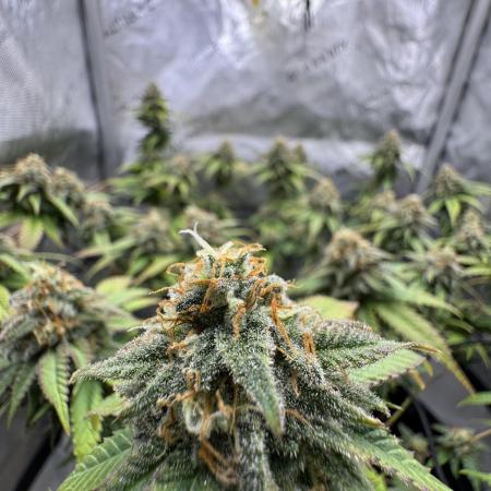 First Clone, first Indoor Grow