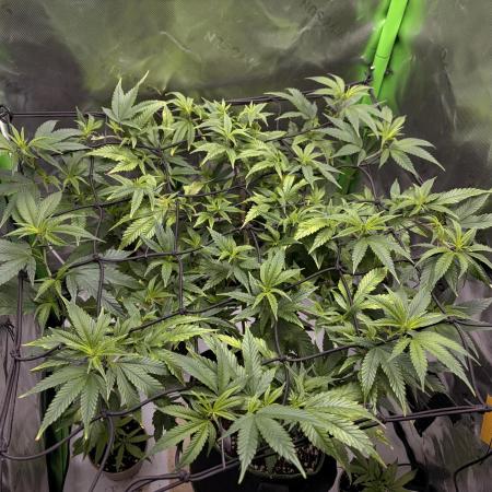 CyberSkunk 2077 - Krumme Gurken AU