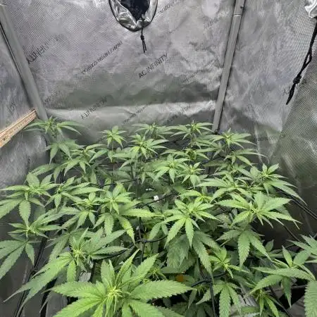 First Clone, first Indoor Grow