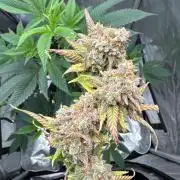 First Clone, first Indoor Grow