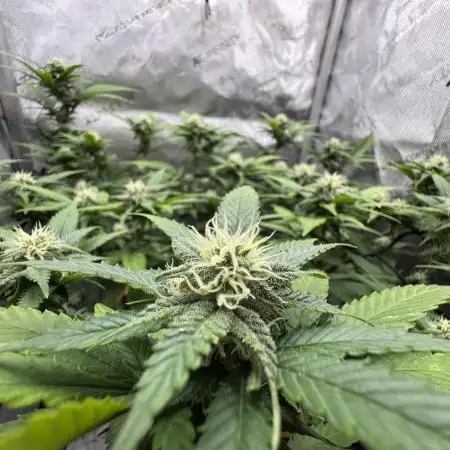 First Clone, first Indoor Grow