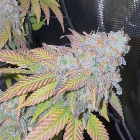 First Clone, first Indoor Grow