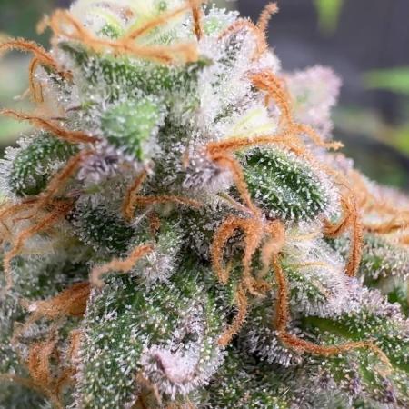 First Clone, first Indoor Grow