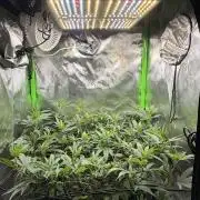 CyberSkunk 2077 - Krumme Gurken AU