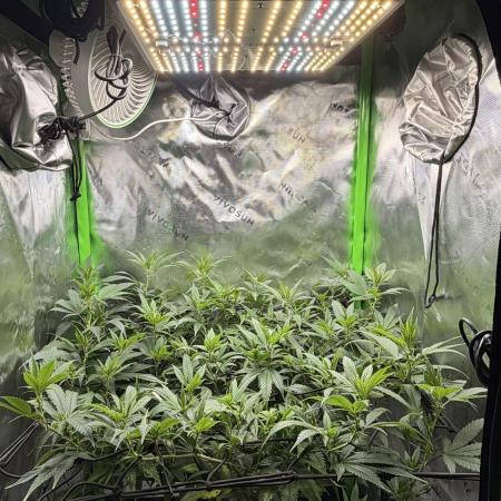 CyberSkunk 2077 - Krumme Gurken AU