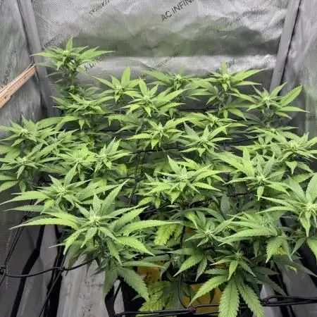 First Clone, first Indoor Grow