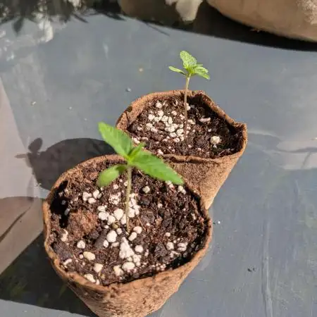 Late Autumn Outdoor Attempt