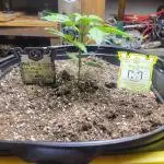 Mylo Grow Genetix Mac X Cheese XXL