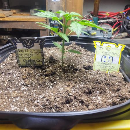 Mylo Grow Genetix Mac X Cheese XXL