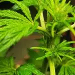 Mylo Grow Genetix Mac X Cheese XXL