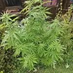Blue gelato 41 outddoor