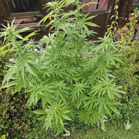 Blue gelato 41 outddoor