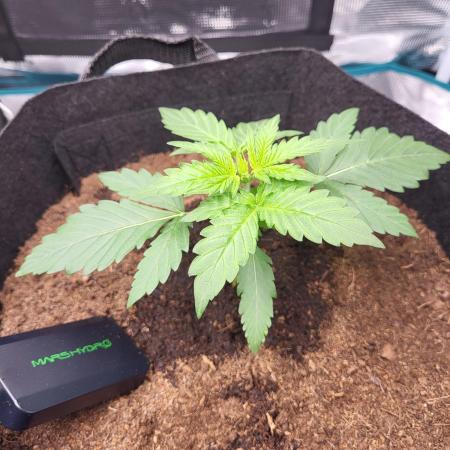 Very first grow - F1 Cosmos from RQS