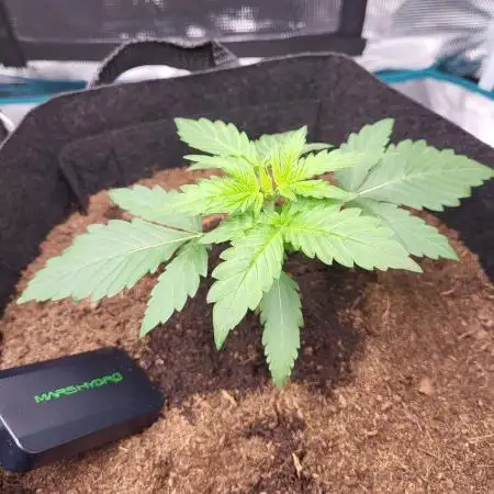 Very first grow - F1 Cosmos from RQS