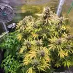 First grow - F1 Cosmos (RQS) (Auto)