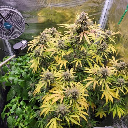 First grow - F1 Cosmos (RQS) (Auto)