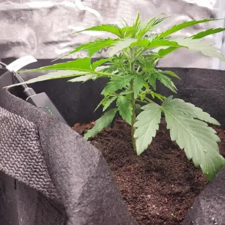 Very first grow - F1 Cosmos from RQS