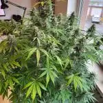 First grow - F1 Cosmos (RQS) (Auto)