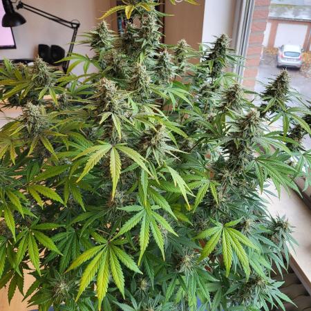 First grow - F1 Cosmos (RQS) (Auto)